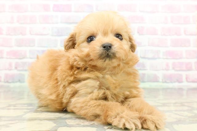 東京都のポメプー(ポメラニアン×プードル) (Coo&RIKU三軒茶屋店/2025年12月17日生まれ/女の子/アプリコット)の子犬の3枚目の画像