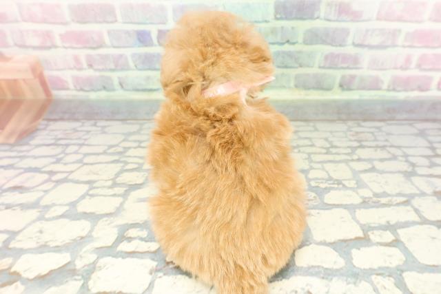 東京都のポメプー(ポメラニアン×プードル) (Coo&RIKU三軒茶屋店/2025年12月17日生まれ/女の子/アプリコット)の子犬の4枚目の画像