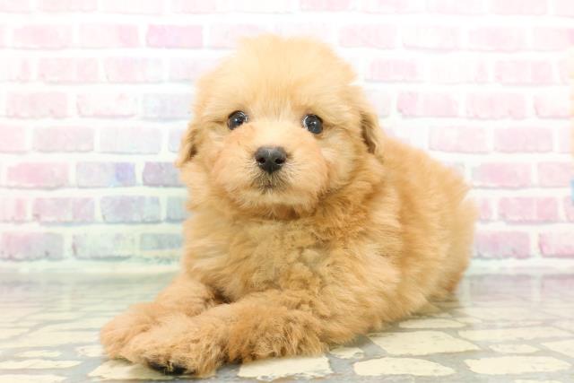 静岡県のポメプー(ポメラニアン×プードル) (Coo&RIKU掛川店/2025年12月17日生まれ/男の子/アプリコット)の子犬の2枚目の画像