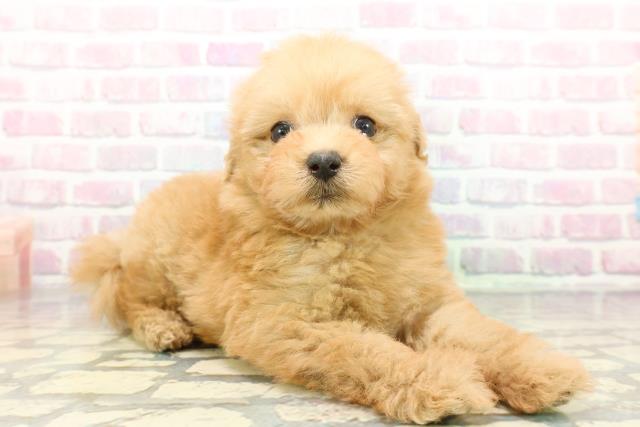 静岡県のポメプー(ポメラニアン×プードル) (Coo&RIKU掛川店/2025年12月17日生まれ/男の子/アプリコット)の子犬の3枚目の画像