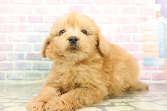 静岡県のポメプー(ポメラニアン×プードル) (Coo&RIKU藤枝店/2025年12月17日生まれ/男の子/アプリコット)の子犬の2枚目の画像