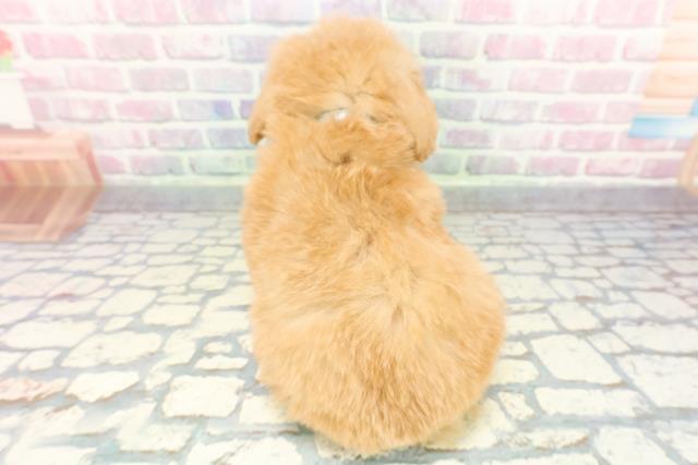 静岡県のポメプー(ポメラニアン×プードル) (Coo&RIKU藤枝店/2025年12月17日生まれ/男の子/アプリコット)の子犬の4枚目の画像