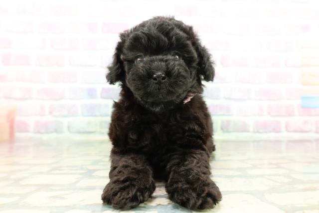 東京都のトイプードル(トイ) (Coo&RIKU中野サンモール店/2025年12月17日生まれ/女の子/ブラック)の子犬の1枚目の画像