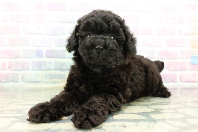 東京都のトイプードル(トイ) (Coo&RIKU中野サンモール店/2025年12月17日生まれ/女の子/ブラック)の子犬の2枚目の画像