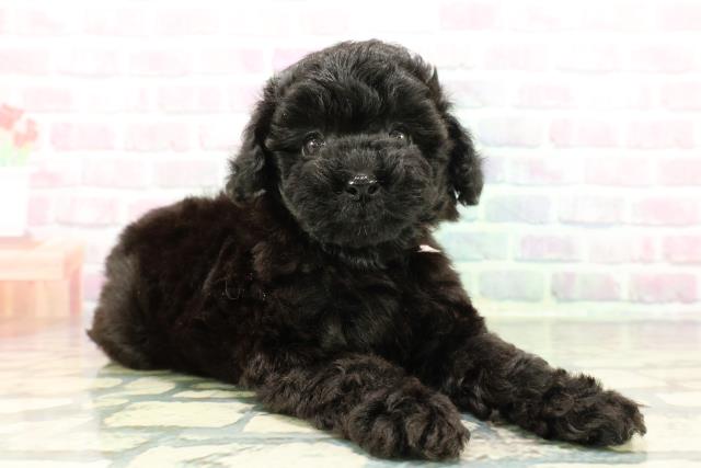 東京都のトイプードル(トイ) (Coo&RIKU中野サンモール店/2025年12月17日生まれ/女の子/ブラック)の子犬の3枚目の画像