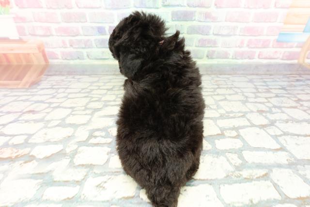 東京都のトイプードル(トイ) (Coo&RIKU中野サンモール店/2025年12月17日生まれ/女の子/ブラック)の子犬の4枚目の画像