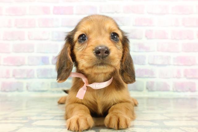 2025年12月17日生まれのカニンヘンダックスフンド(ロング)