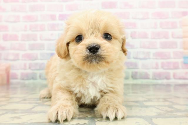 2025年12月14日生まれのペキプー(ペキニーズ×プードル)