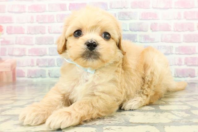 静岡県のペキプー(ペキニーズ×プードル) (Coo&RIKU浜松店/2025年12月14日生まれ/男の子/アプリコットホワイト)の子犬の2枚目の画像