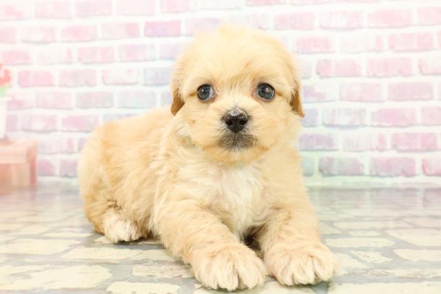 静岡県のペキプー(ペキニーズ×プードル) (Coo&RIKU浜松店/2025年12月14日生まれ/男の子/アプリコットホワイト)の子犬の3枚目の画像