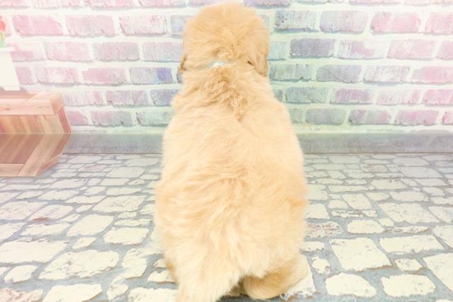 静岡県のペキプー(ペキニーズ×プードル) (Coo&RIKU浜松店/2025年12月14日生まれ/男の子/アプリコットホワイト)の子犬の4枚目の画像