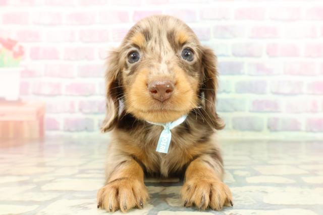 2025年12月17日生まれのミニチュアダックスフンド(ロング)