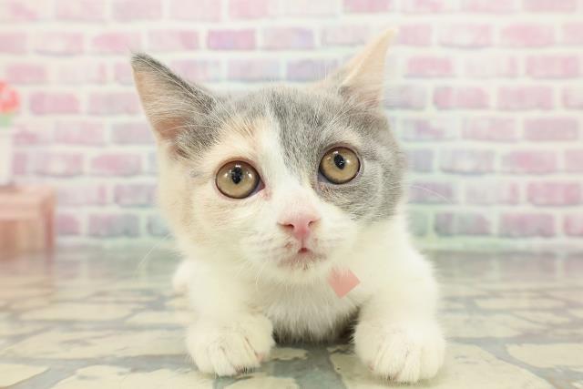 ブリティッシュショートヘアー