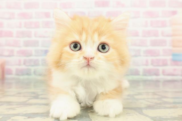 ミヌエット（長足）