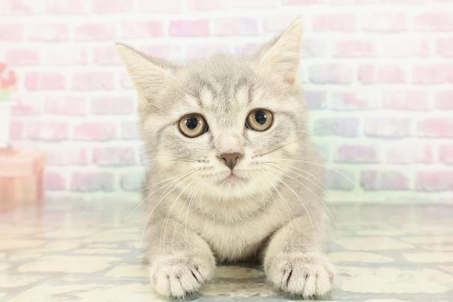 ブリティッシュショートヘアー