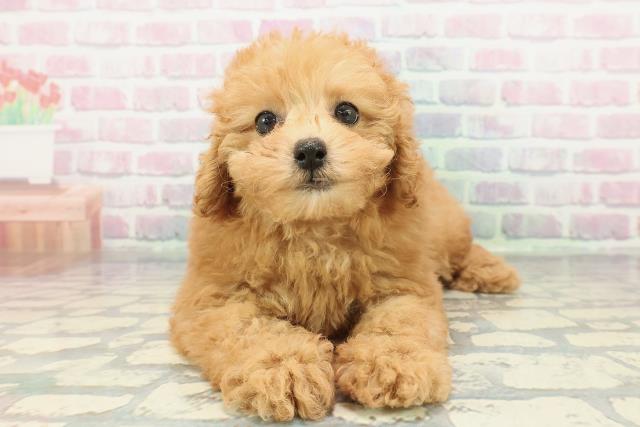 2025年12月14日生まれのトイプードル(トイ)