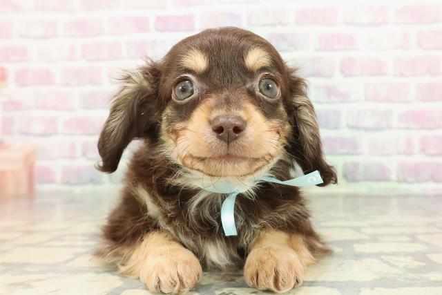 2025年12月13日生まれのチワックス(チワワ×ダックス)