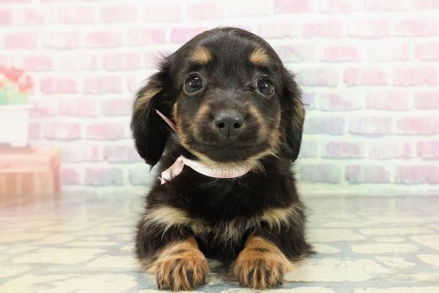 2025年12月13日生まれのチワックス(チワワ×ダックス)