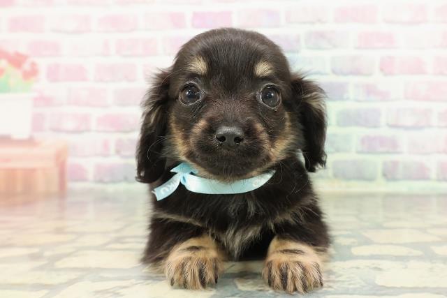 2025年12月13日生まれのチワックス(チワワ×ダックス)