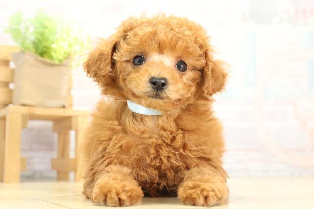 愛知県のトイプードル(トイ) (Coo&RIKU名古屋滝ノ水店/2025年12月15日生まれ/男の子/レッドフォーン)の子犬の1枚目の画像