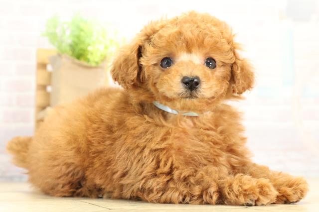 愛知県のトイプードル(トイ) (Coo&RIKU名古屋滝ノ水店/2025年12月15日生まれ/男の子/レッドフォーン)の子犬の2枚目の画像