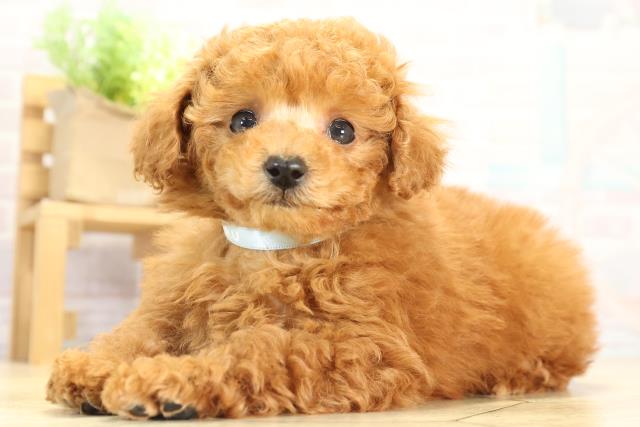 愛知県のトイプードル(トイ) (Coo&RIKU名古屋滝ノ水店/2025年12月15日生まれ/男の子/レッドフォーン)の子犬の3枚目の画像