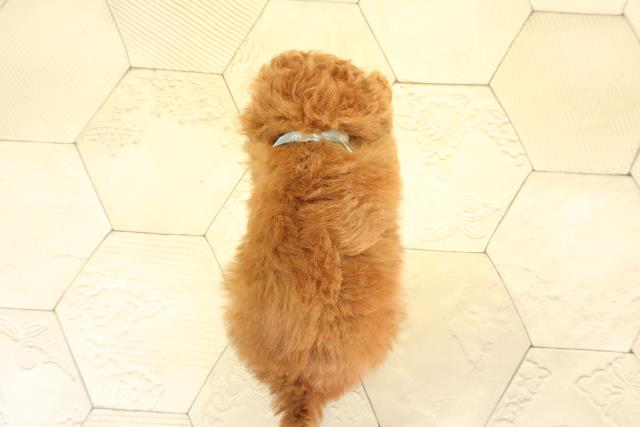 愛知県のトイプードル(トイ) (Coo&RIKU名古屋滝ノ水店/2025年12月15日生まれ/男の子/レッドフォーン)の子犬の4枚目の画像