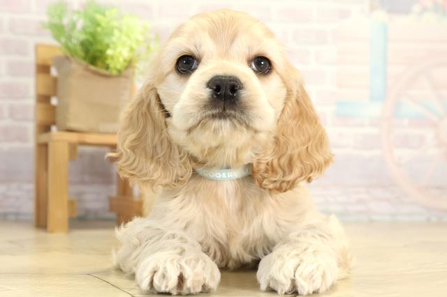 愛知県のアメリカンコッカースパニエル (Coo&RIKU豊橋店/2025年12月17日生まれ/男の子/バフ)の子犬の1枚目の画像