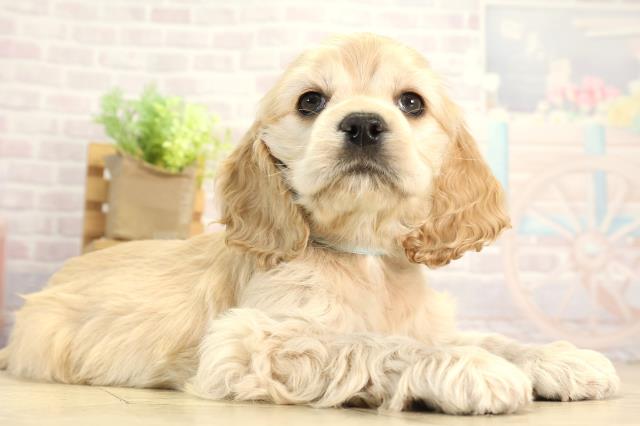 愛知県のアメリカンコッカースパニエル (Coo&RIKU豊橋店/2025年12月17日生まれ/男の子/バフ)の子犬の2枚目の画像