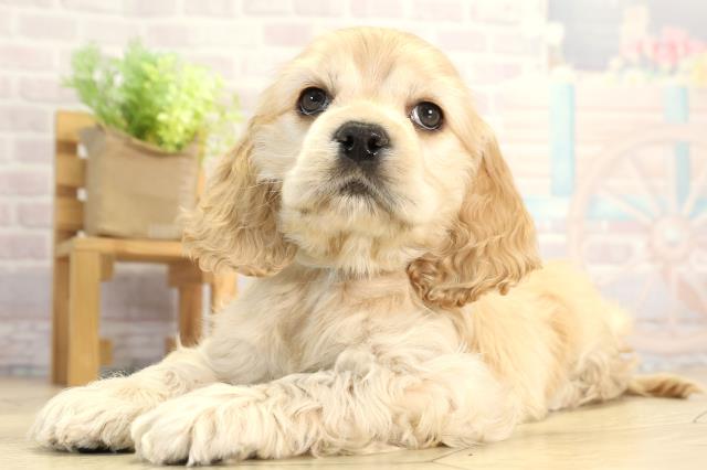 愛知県のアメリカンコッカースパニエル (Coo&RIKU豊橋店/2025年12月17日生まれ/男の子/バフ)の子犬の3枚目の画像