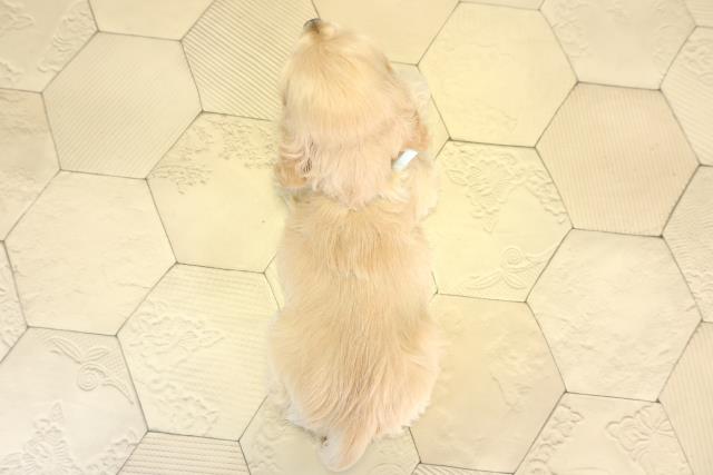 愛知県のアメリカンコッカースパニエル (Coo&RIKU豊橋店/2025年12月17日生まれ/男の子/バフ)の子犬の4枚目の画像