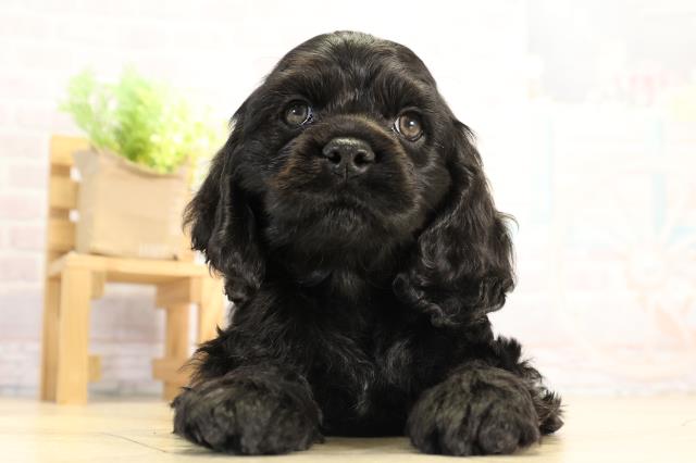 愛知県のアメリカンコッカースパニエル (Coo&RIKU豊田店/2025年12月17日生まれ/男の子/ブラック)の子犬の1枚目の画像