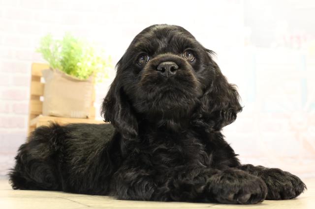 愛知県のアメリカンコッカースパニエル (Coo&RIKU豊田店/2025年12月17日生まれ/男の子/ブラック)の子犬の2枚目の画像