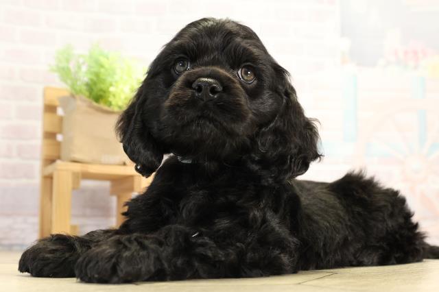 愛知県のアメリカンコッカースパニエル (Coo&RIKU豊田店/2025年12月17日生まれ/男の子/ブラック)の子犬の3枚目の画像