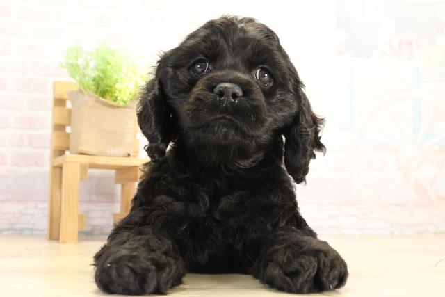 愛知県のアメリカンコッカースパニエル (Coo&RIKU東海店/2025年12月17日生まれ/男の子/ブラック)の子犬の1枚目の画像