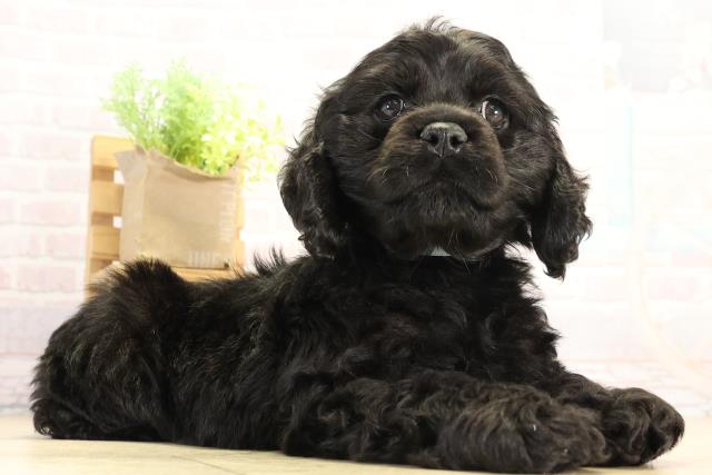 愛知県のアメリカンコッカースパニエル (Coo&RIKU東海店/2025年12月17日生まれ/男の子/ブラック)の子犬の2枚目の画像