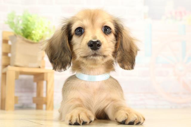 愛知県のカニンヘンダックスフンド(ロング) (Coo&RIKU豊橋店/2025年12月17日生まれ/男の子/レッド)の子犬の1枚目の画像