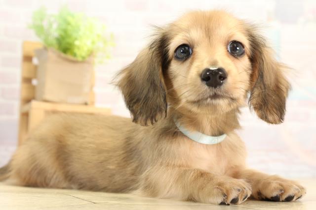 愛知県のカニンヘンダックスフンド(ロング) (Coo&RIKU豊橋店/2025年12月17日生まれ/男の子/レッド)の子犬の2枚目の画像