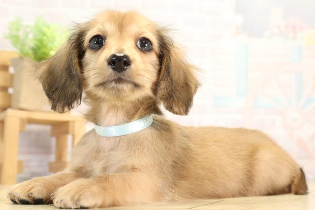 愛知県のカニンヘンダックスフンド(ロング) (Coo&RIKU豊橋店/2025年12月17日生まれ/男の子/レッド)の子犬の3枚目の画像