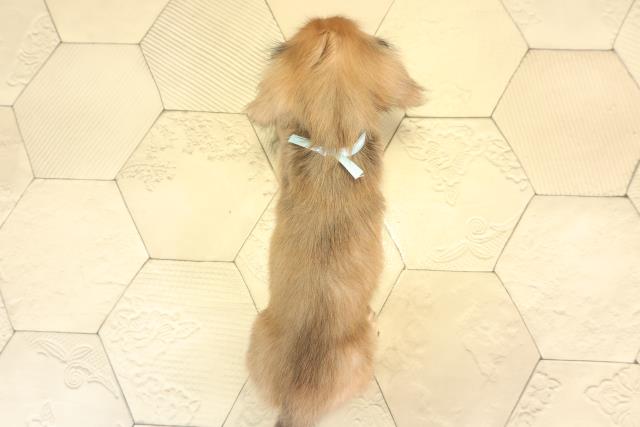 愛知県のカニンヘンダックスフンド(ロング) (Coo&RIKU豊橋店/2025年12月17日生まれ/男の子/レッド)の子犬の4枚目の画像