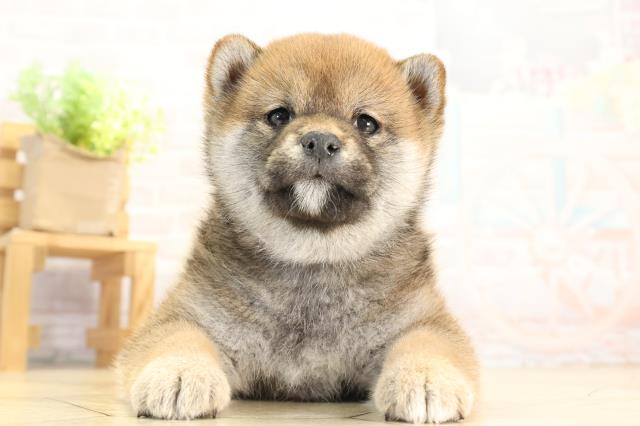 愛知県の柴犬(標準サイズ) (Coo&RIKU岡崎店/2025年12月16日生まれ/女の子/赤)の子犬の1枚目の画像