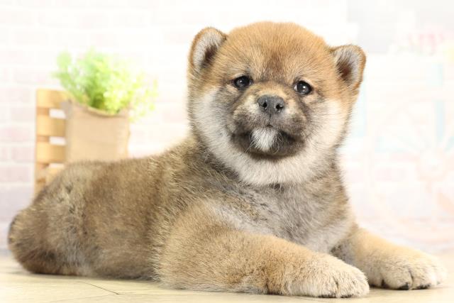 愛知県の柴犬(標準サイズ) (Coo&RIKU岡崎店/2025年12月16日生まれ/女の子/赤)の子犬の2枚目の画像