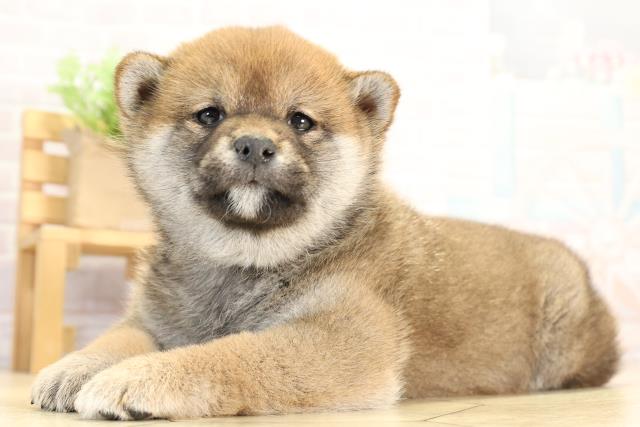 愛知県の柴犬(標準サイズ) (Coo&RIKU岡崎店/2025年12月16日生まれ/女の子/赤)の子犬の3枚目の画像