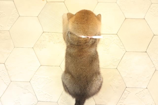愛知県の柴犬(標準サイズ) (Coo&RIKU岡崎店/2025年12月16日生まれ/女の子/赤)の子犬の4枚目の画像