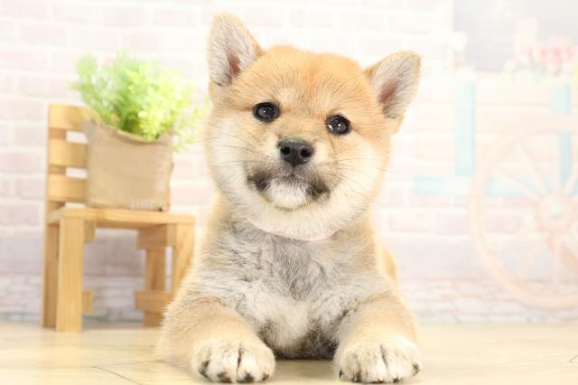 愛知県の柴犬(標準サイズ) (Coo&RIKU半田店/2025年12月16日生まれ/女の子/赤)の子犬の1枚目の画像