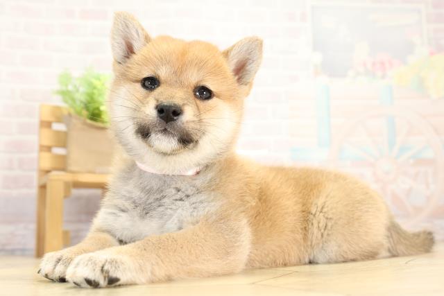 愛知県の柴犬(標準サイズ) (Coo&RIKU半田店/2025年12月16日生まれ/女の子/赤)の子犬の3枚目の画像