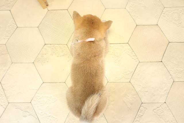 愛知県の柴犬(標準サイズ) (Coo&RIKU半田店/2025年12月16日生まれ/女の子/赤)の子犬の4枚目の画像