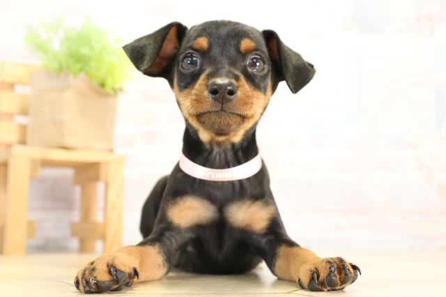 愛知県のミニチュアピンシャー (Coo&RIKU名古屋滝ノ水店/2025年12月17日生まれ/女の子/ブラックタン)の子犬の1枚目の画像