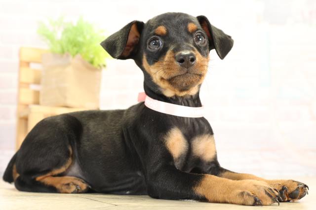 愛知県のミニチュアピンシャー (Coo&RIKU名古屋滝ノ水店/2025年12月17日生まれ/女の子/ブラックタン)の子犬の2枚目の画像