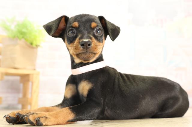 愛知県のミニチュアピンシャー (Coo&RIKU名古屋滝ノ水店/2025年12月17日生まれ/女の子/ブラックタン)の子犬の3枚目の画像